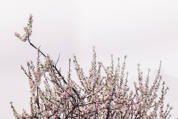 white and pink blossom tree outdoor shot at shallow depth of field