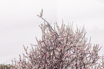 white and pink blossom tree outdoor shot at shallow depth of field