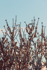 white and pink blossom tree outdoor shot at shallow depth of field