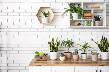 Different houseplants on counters near white brick wall