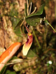 Neotropical orchid Restrepia trichoglossa