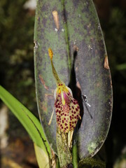 Puple spotted flower of Restrepia muscifera