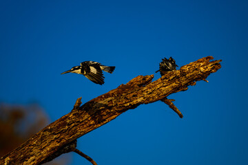 A piatic kingfisher flying 