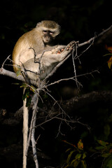 Monkey grooming in a tree