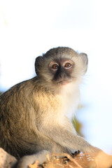 Portrait of a verbet monkey in high key 