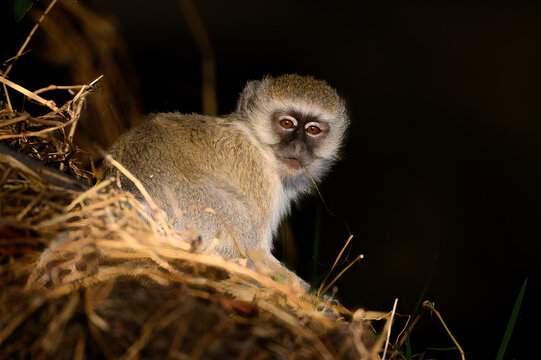 A low key image of a vervet monkey 
