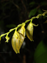 Neotropical pleurothallid orchid Stelis alta, from Costa Rica