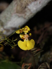 Neotropical orchid Oncidium bryolophotum