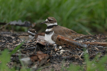 Killdeer mom and chick in the nest