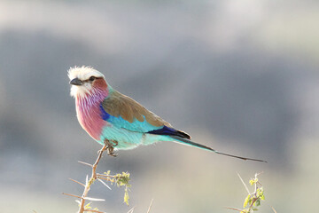 Bird on a branch