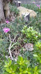 bird in the garden