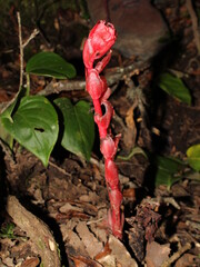 Close-up on the Red Indian Pipe (Monotropa coccinea) from Costa Rica