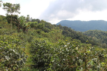 Fototapeta na wymiar Coffee plantation in bolivian mountain jungle