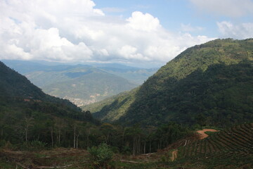 Obraz premium Coffee plantation in bolivian mountain jungle