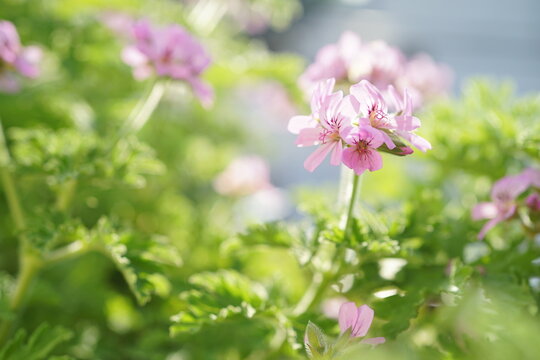 ローズゼラニウムのアップ(1)