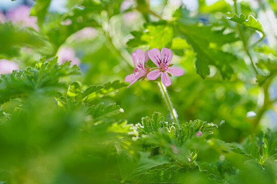 ローズゼラニウムのアップ(2)