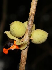 Fruits of neotropical tree Trichilia pallida