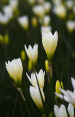 close-up of white autumn zephyrlily