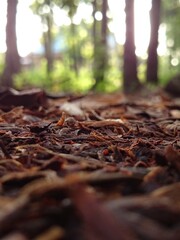 autumn leaves in the forest