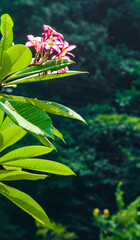 close-up of wild pink plumerias
