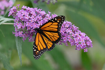 Male Monarch Butterfly on Purple Butterfly Bush