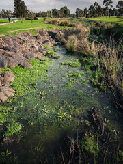 Stream in the park
