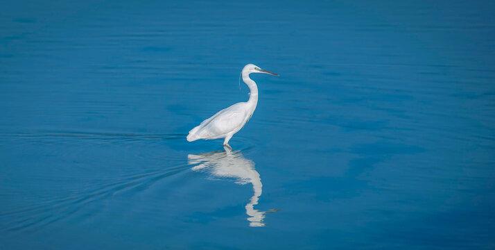 white egret in flight