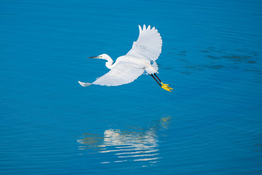 white egret in flight