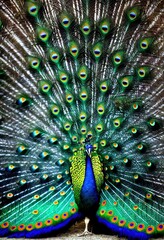 Obraz premium Brilliant Peacock with Extended Feathers