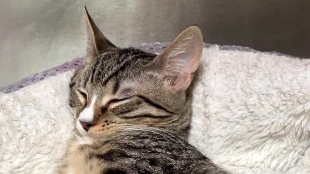 4K HD video close up of Tabby kittens face while sleeping, ear twitches and kitten wakes up suddenly looking at viewer.
