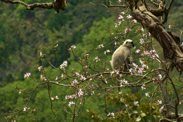 squirrel on a tree