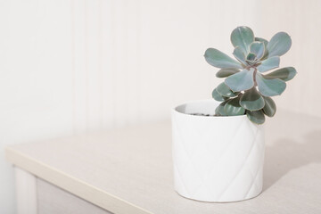 echeveria pink frills in a white pot. copy space. scandinavian home deroc, simple plants for house decoration.