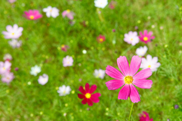 코스모스 