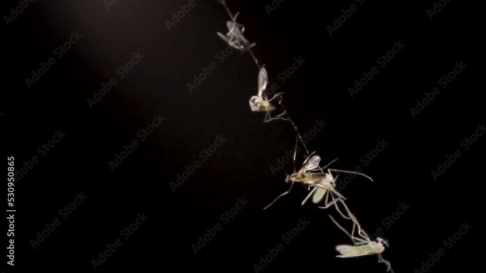 Poster numerous small fly and insect are caught in the web or cobweb of the spider in the dark