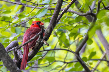 Red Cardinal Perching On A Tree Branch