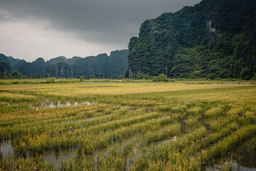 Tam Coc, Vietnam - August 6th, 2022 : Lush green rice fields of Tam Coc with karst mountains in the background on a cloudy day.