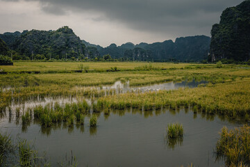 Tam Coc, Vietnam - August 6th, 2022 : Lush green rice fields of Tam Coc with karst mountains in the background on a cloudy day.