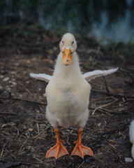 a white duck with yellow beak spreading its wings in Vietnam