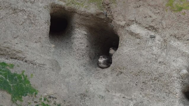 European sand martins adults and fledged young squabbling outside nesting holes