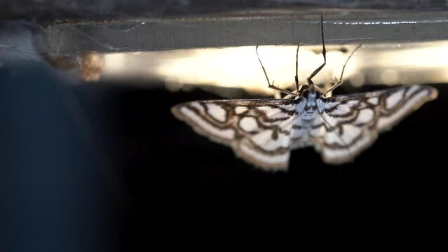 A moth with an exquisite design on its wing is sitting on the light.