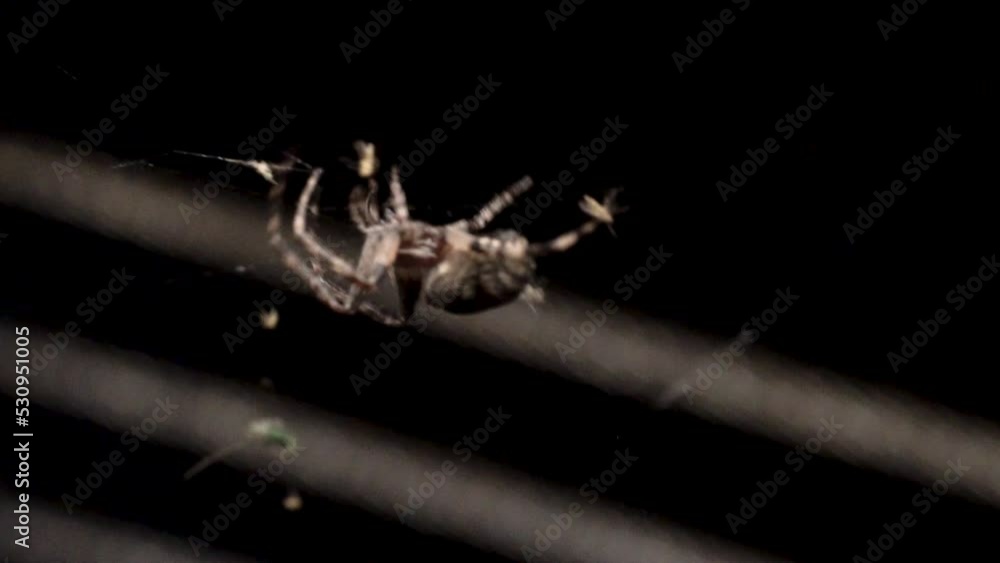 Poster a spider walks upside down in the web to catch a fly that has become entangled in the web in the dar