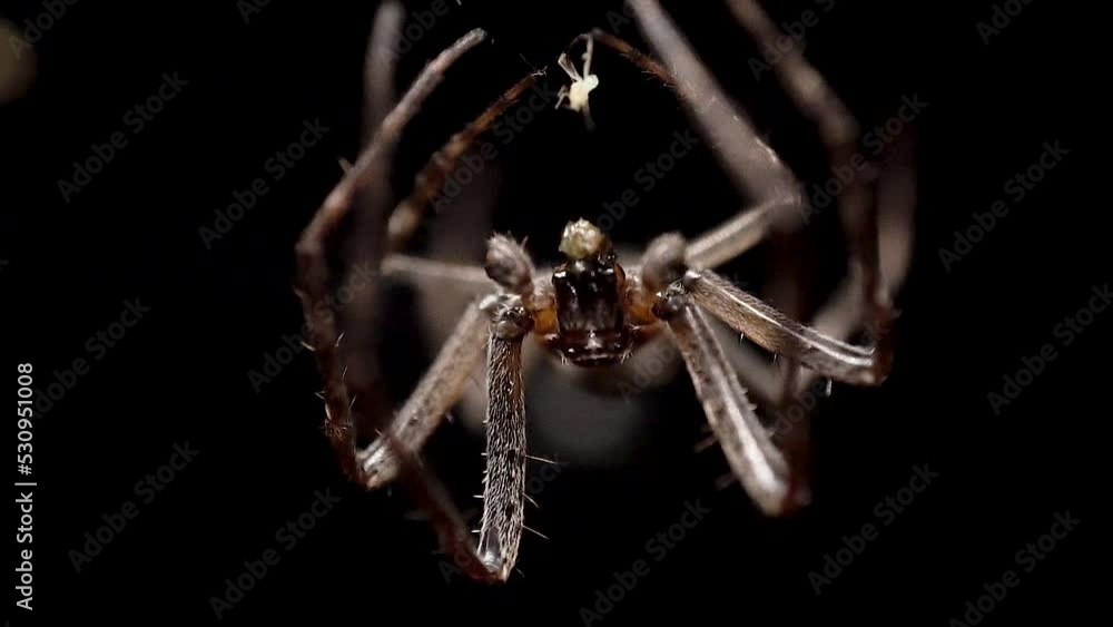 Poster a close up of an upside down spider holding on to a small insect with its tentacles while also chowi