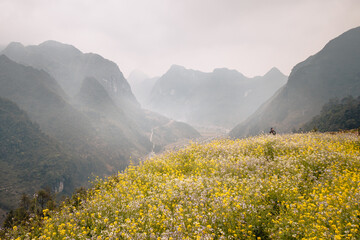 Field of yellow flowers on the Ha Giang Loop with mountains in the background on a misty day