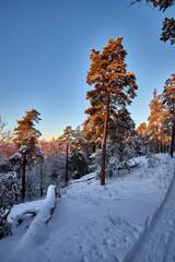 Sunrise in a winter pine forest. Winter travel in the Russia.