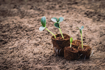 Pumpkins Seedlings are thriving from fertile soil, ecology concept.