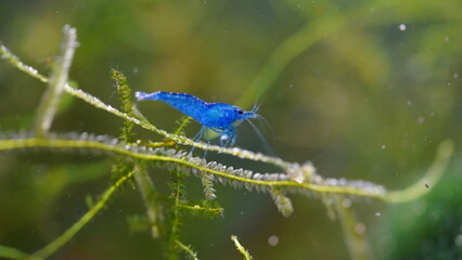 Blue fairy shrimp blue velvet shrimp, neocaridina heteropoda
