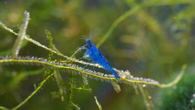 Blue fairy shrimp blue velvet shrimp, neocaridina heteropoda