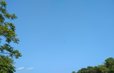 Flying Bird Against Blue September Sky
