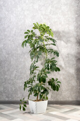 Flower Schefflera in white pot. Schefflera flower in the rays of light on light wooden floor against gray concrete wall. Home interior.