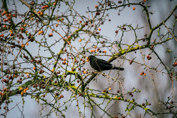 eine Amsel mit Beere im Schnabel sitzt in einem winterlichen Vogelbeeren Baum